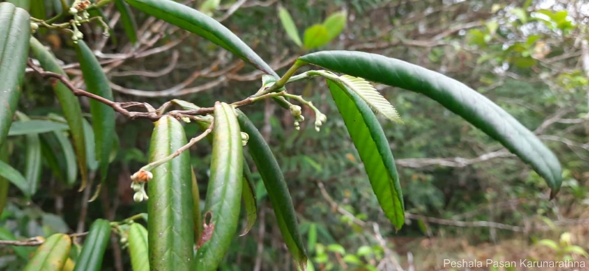 Schumacheria angustifolia Hook.f. & Thomson
